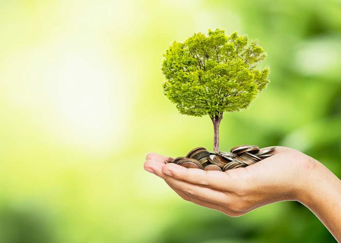 Albero e monете in una mano